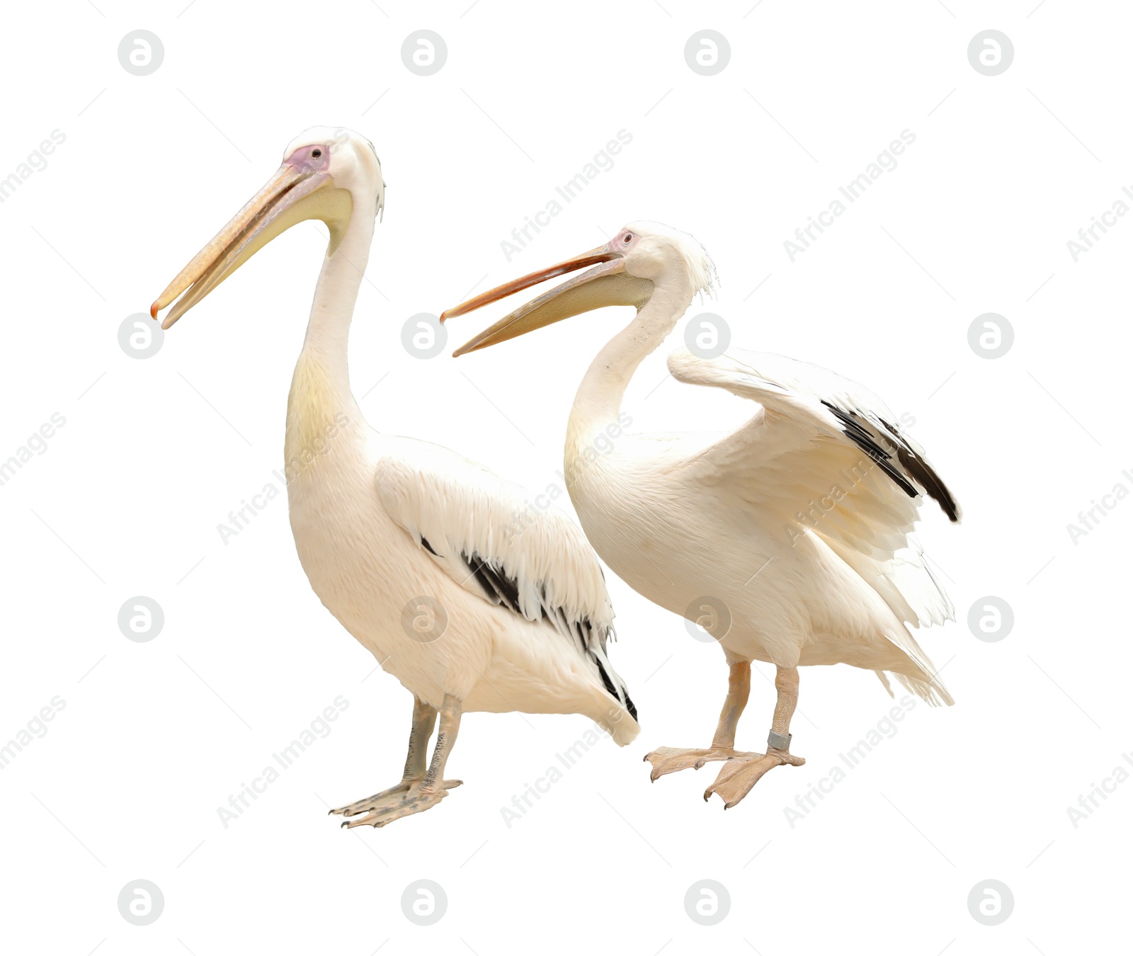 Image of Beautiful white pelicans on white background. Exotic bird