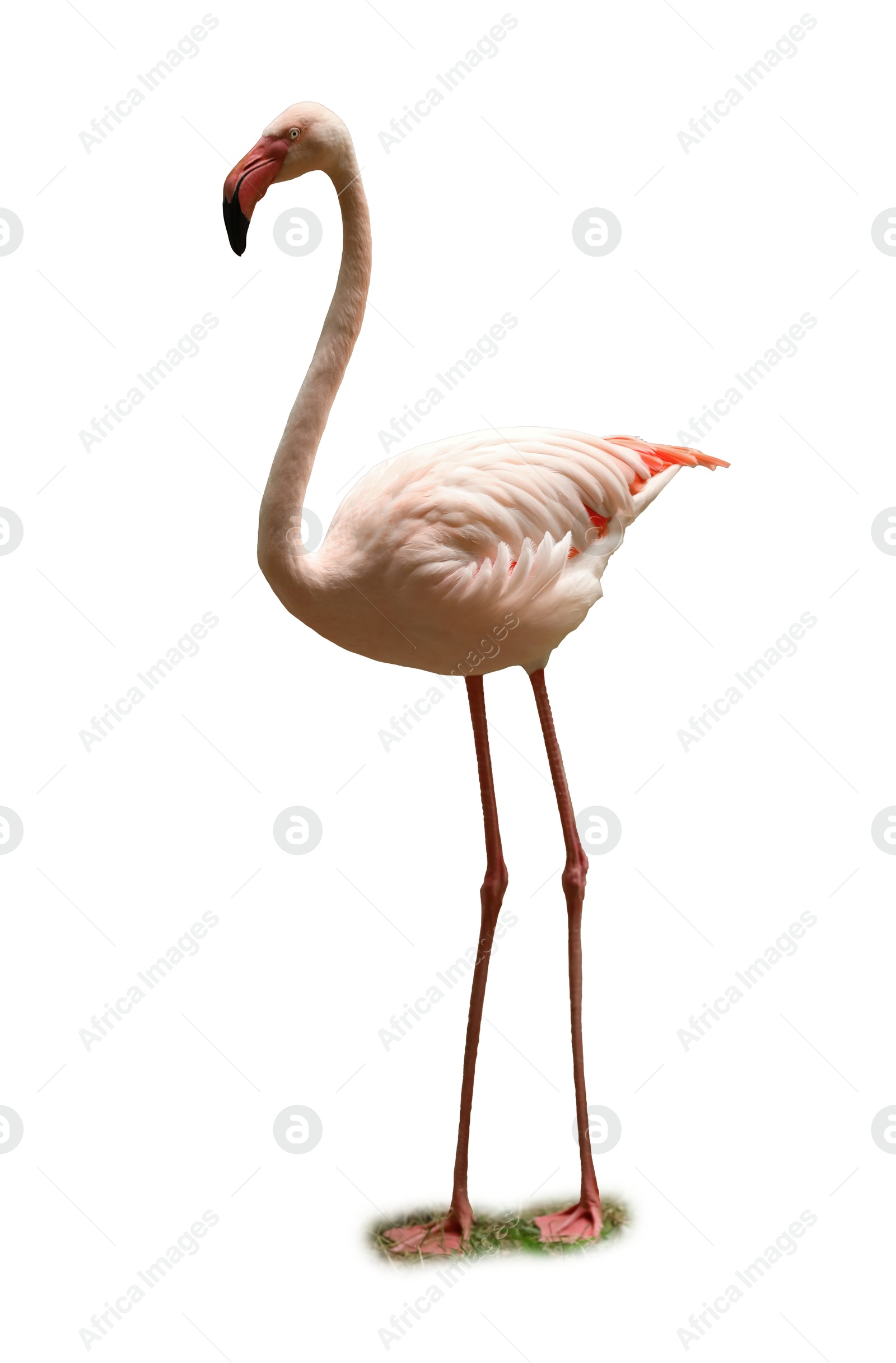 Image of Beautiful flamingo on white background. Exotic bird