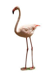 Beautiful flamingo on white background. Exotic bird