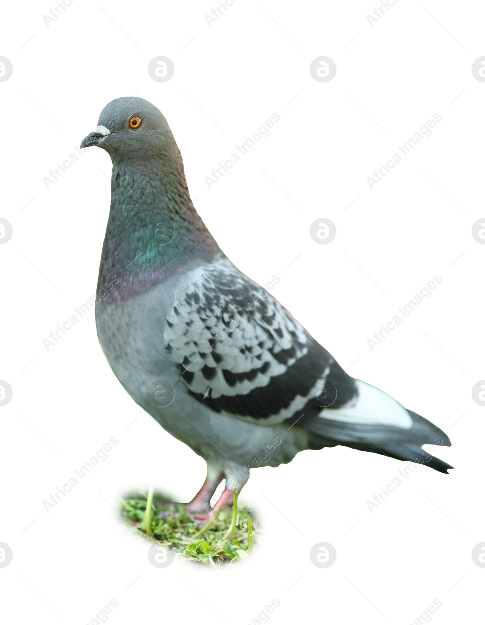 Image of One beautiful grey dove on white background