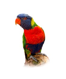 Image of Beautiful rainbow lorikeet on white background. Exotic bird