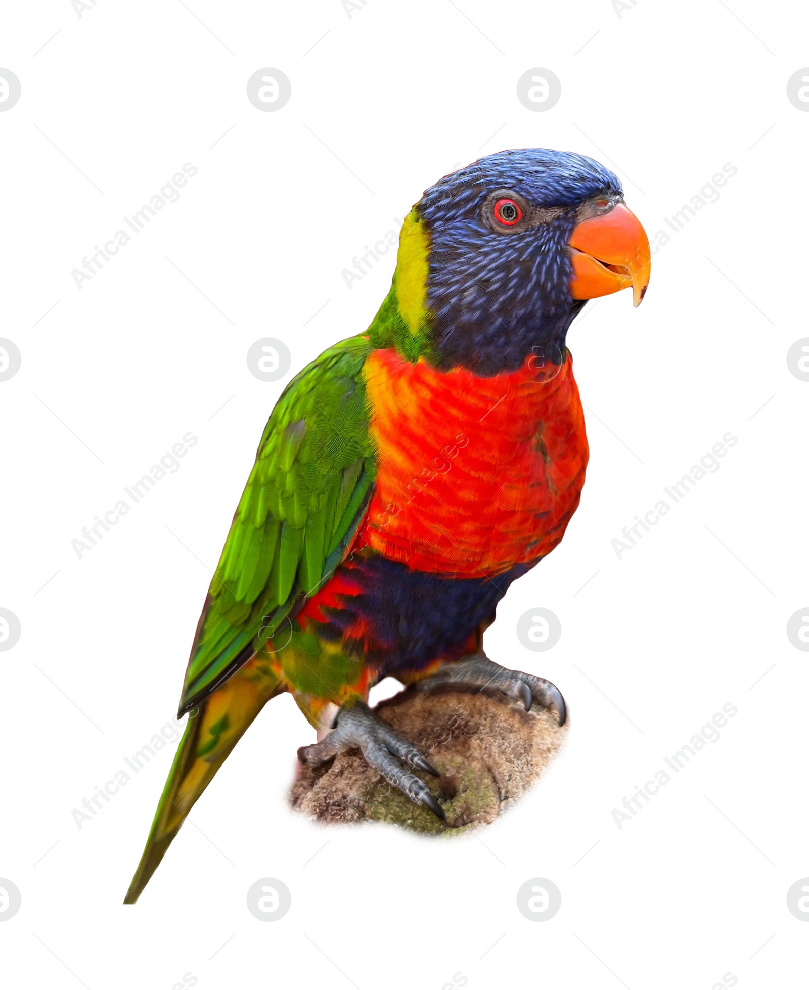 Image of Beautiful rainbow lorikeet on white background. Exotic bird