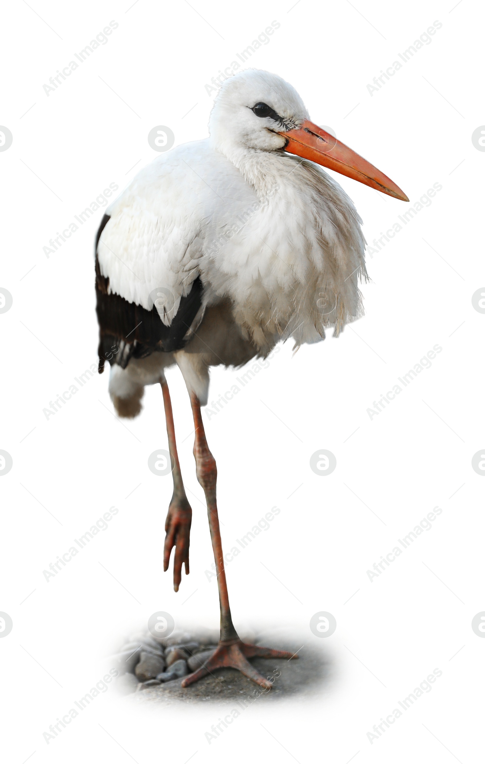 Image of Beautiful white stork on white background. Exotic bird