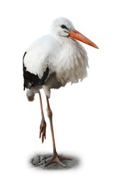 Beautiful white stork on white background. Exotic bird