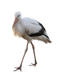 Image of Beautiful white stork on white background. Exotic bird