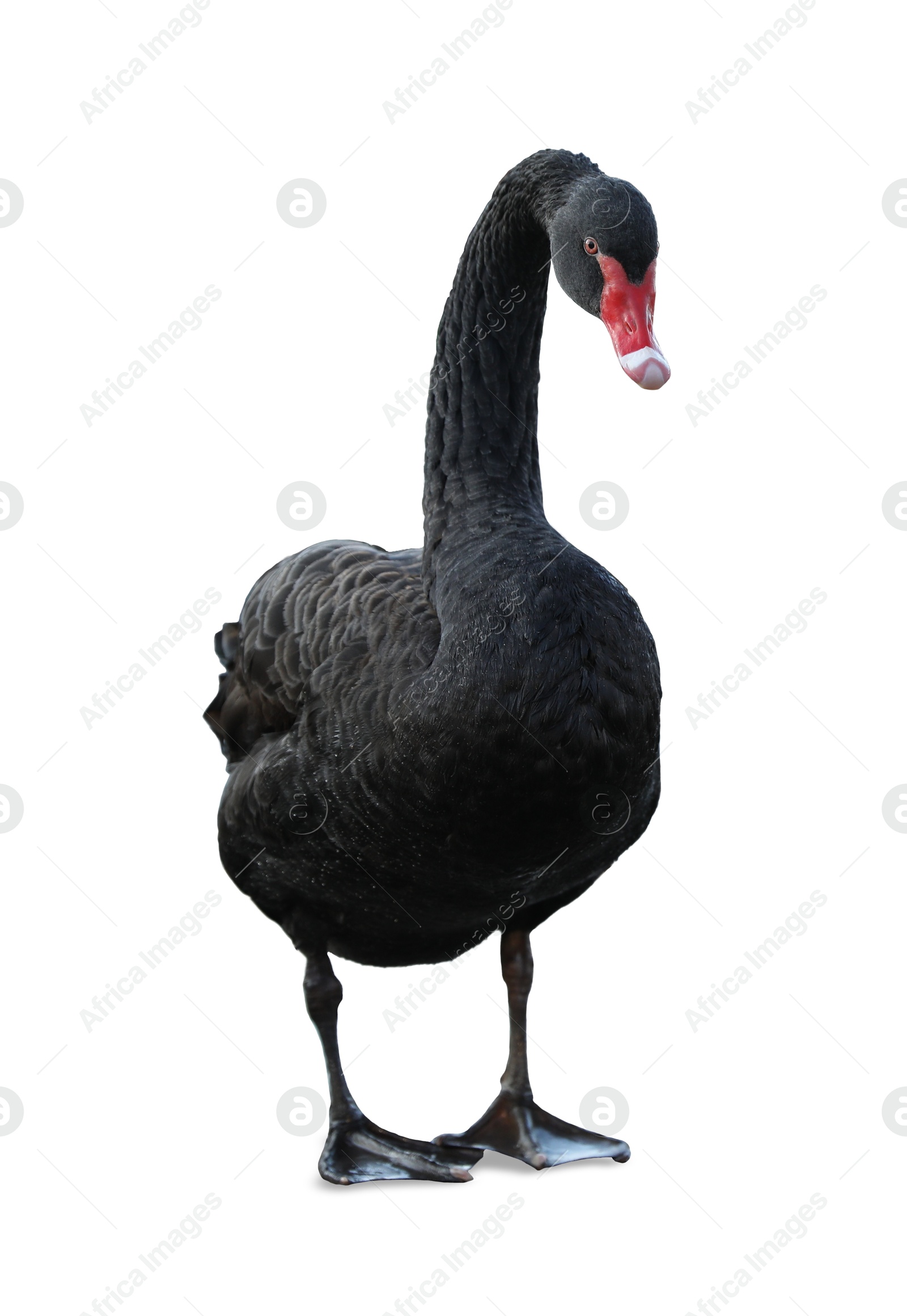 Image of Beautiful black swan on white background. Exotic bird