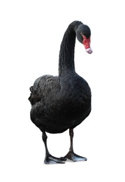 Image of Beautiful black swan on white background. Exotic bird