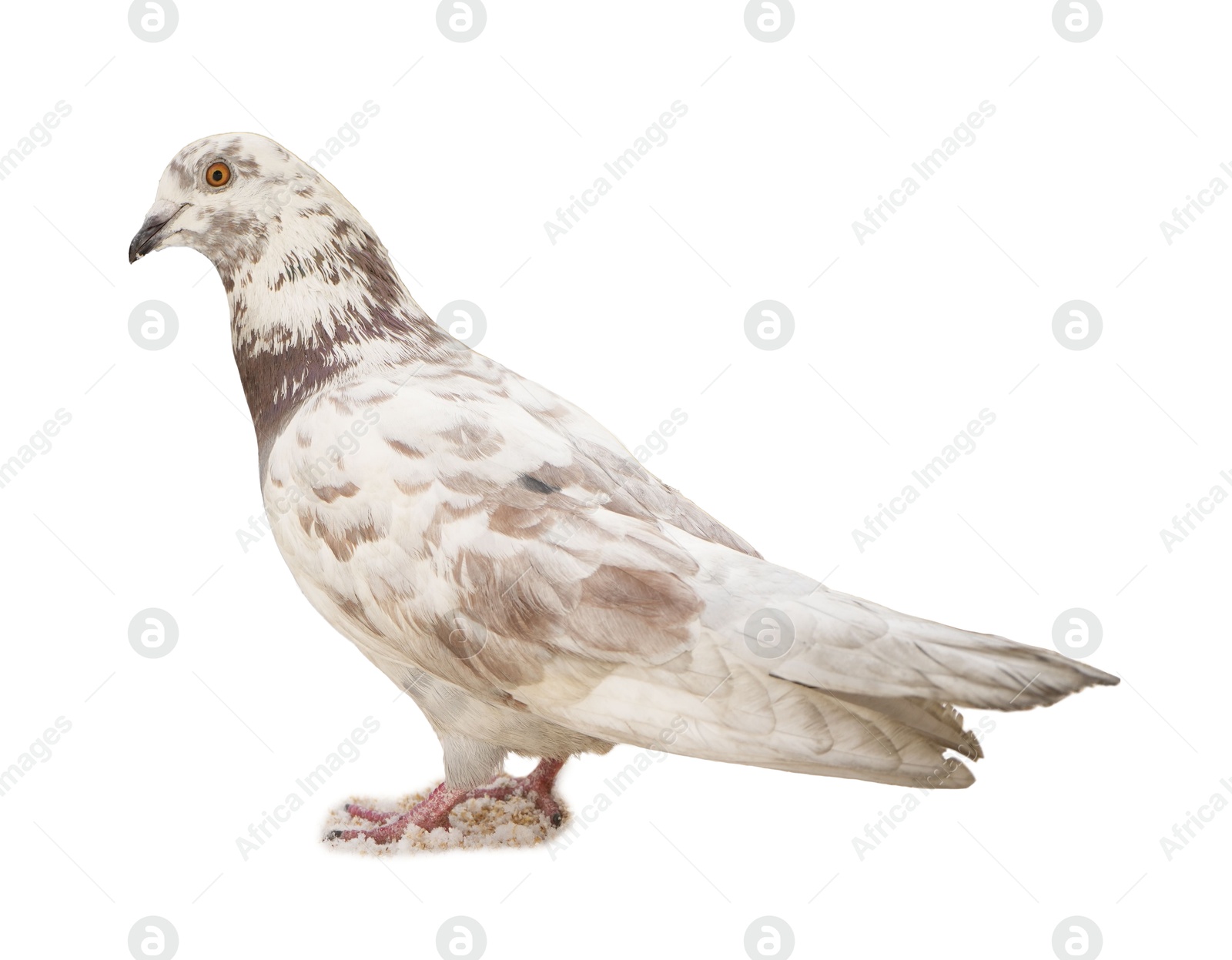 Image of One beautiful spotted dove on white background