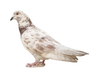 Image of One beautiful spotted dove on white background