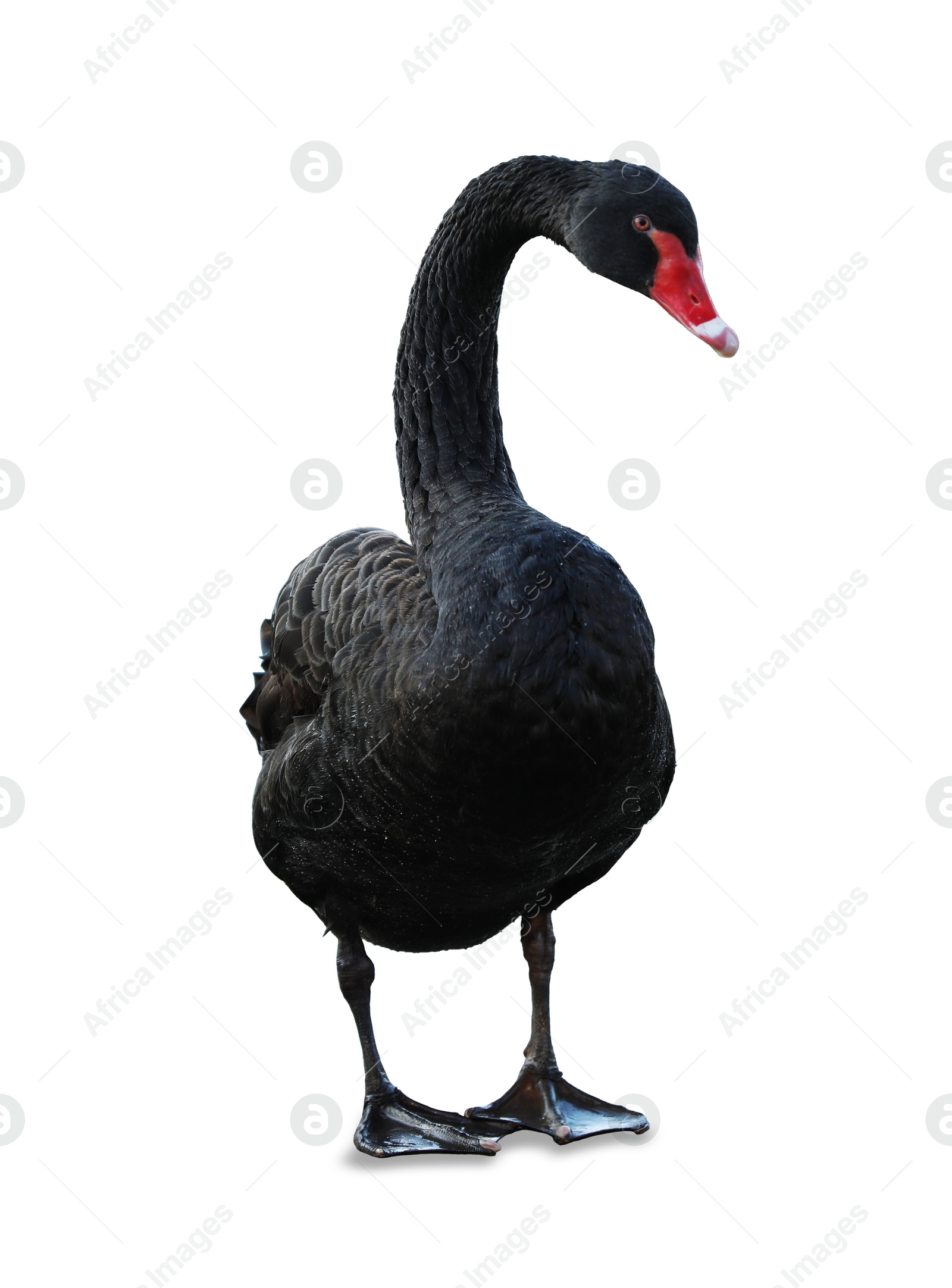 Image of Beautiful black swan on white background. Exotic bird