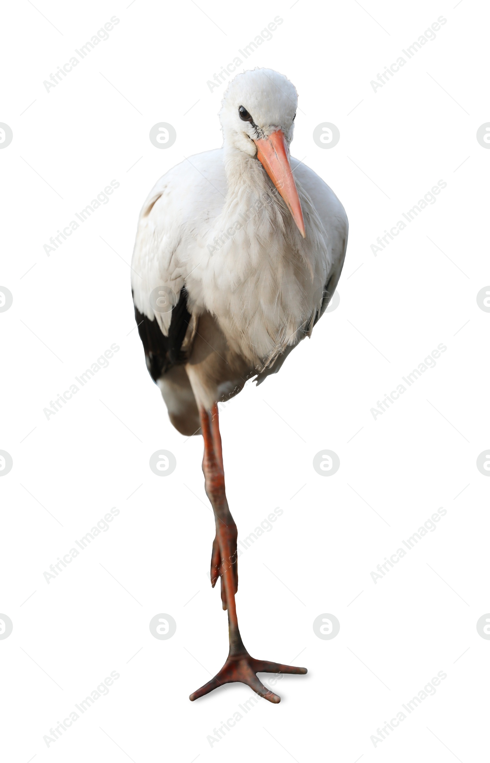 Image of Beautiful white stork on white background. Exotic bird