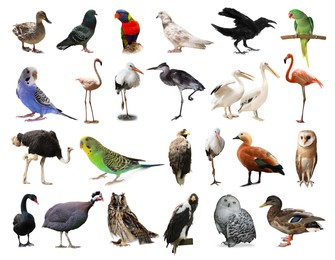 Image of Many beautiful exotic birds on white background, collection