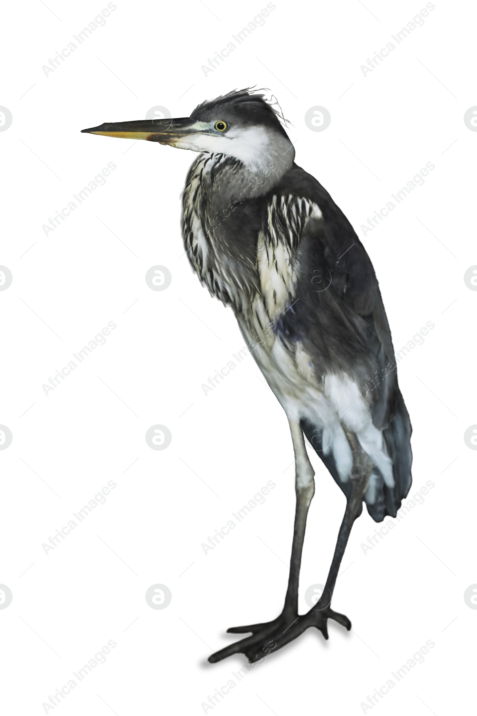 Image of Beautiful great blue heron on white background. Exotic bird