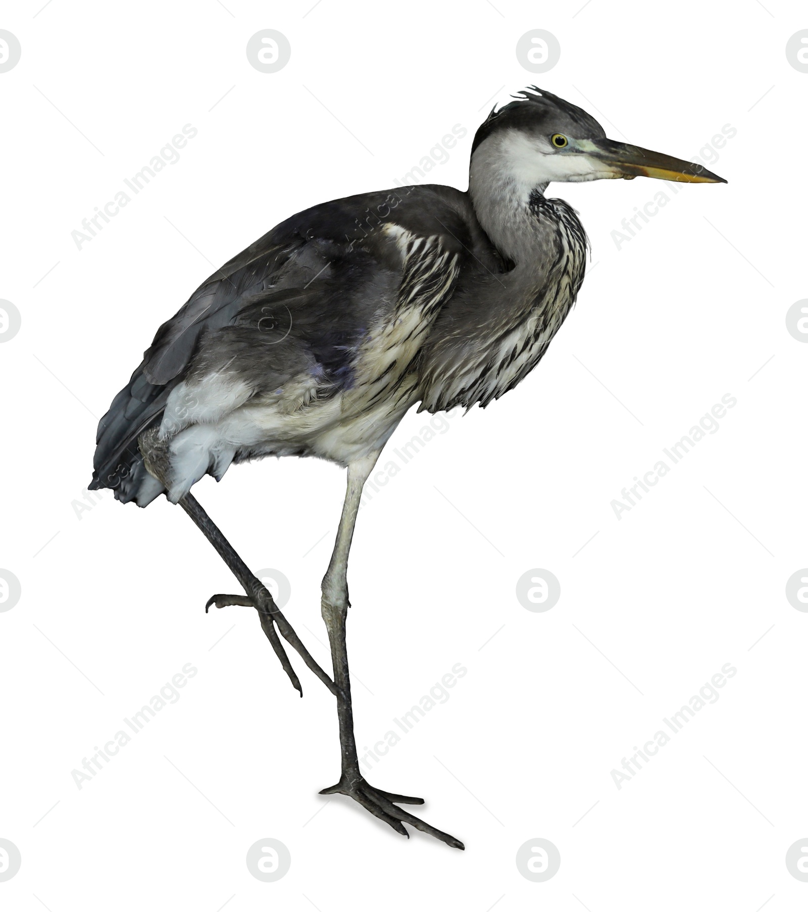 Image of Beautiful great blue heron on white background. Exotic bird