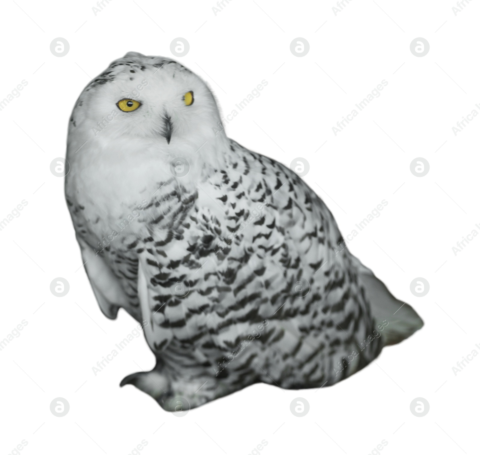 Image of Beautiful snowy owl on white background. Exotic bird