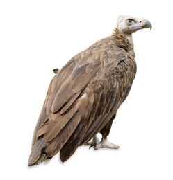 Image of Beautiful Eurasian griffon vulture on white background. Exotic bird