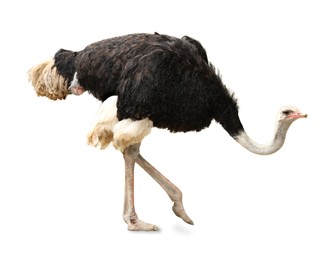 Image of Beautiful ostrich on white background. Exotic bird