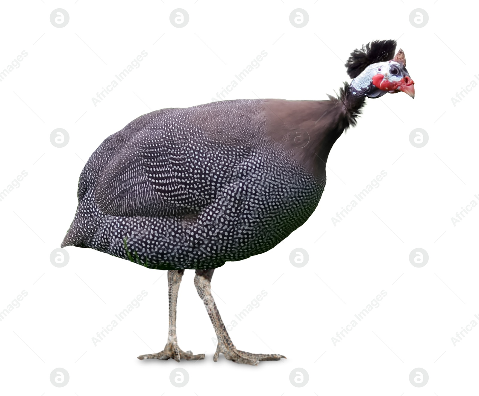 Image of Beautiful guineafowl on white background. Exotic bird