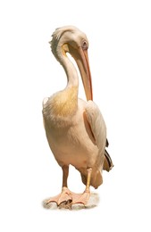 Image of Beautiful white pelican on white background. Exotic bird