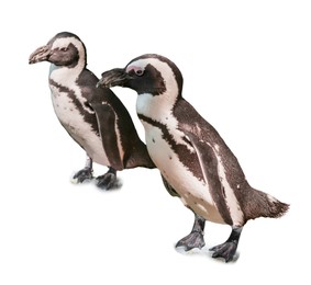 African penguins on white background. Exotic bird