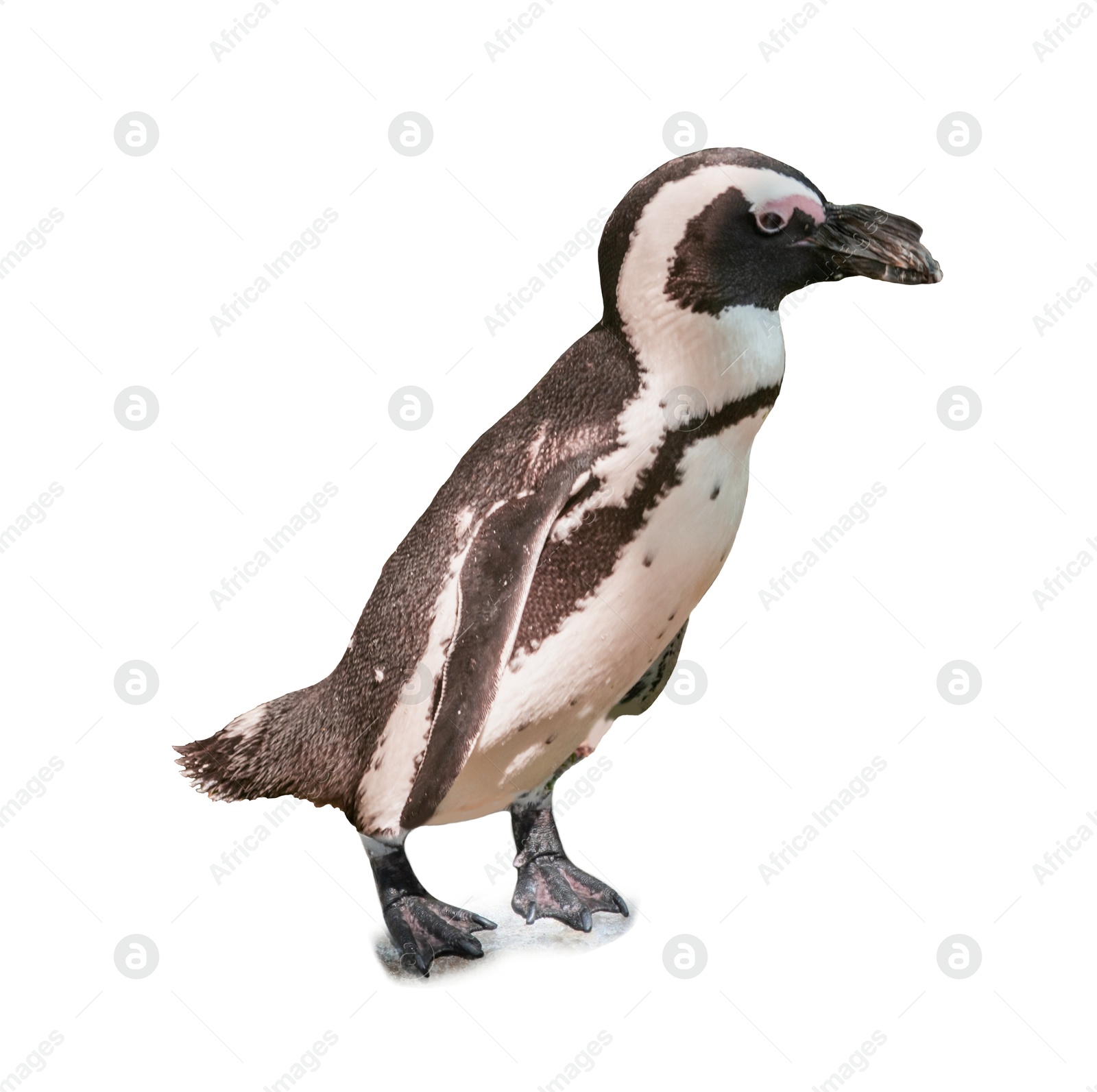 Image of African penguin on white background. Exotic bird