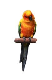 Image of Beautiful sun parakeet on white background. Exotic bird