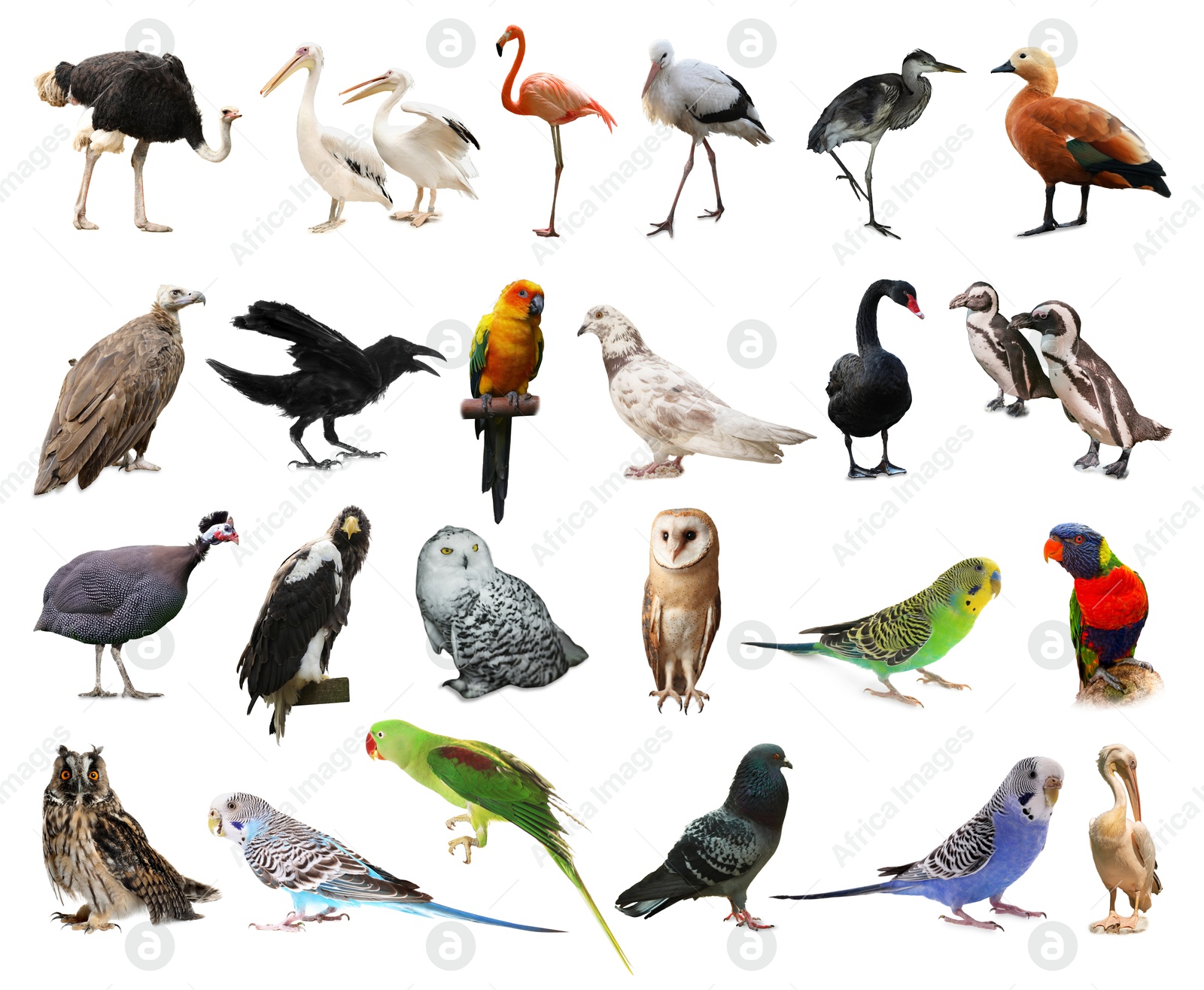 Image of Many beautiful exotic birds on white background, collection