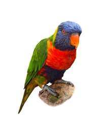 Image of Beautiful rainbow lorikeet on white background. Exotic bird