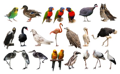 Image of Many beautiful exotic birds on white background, collection