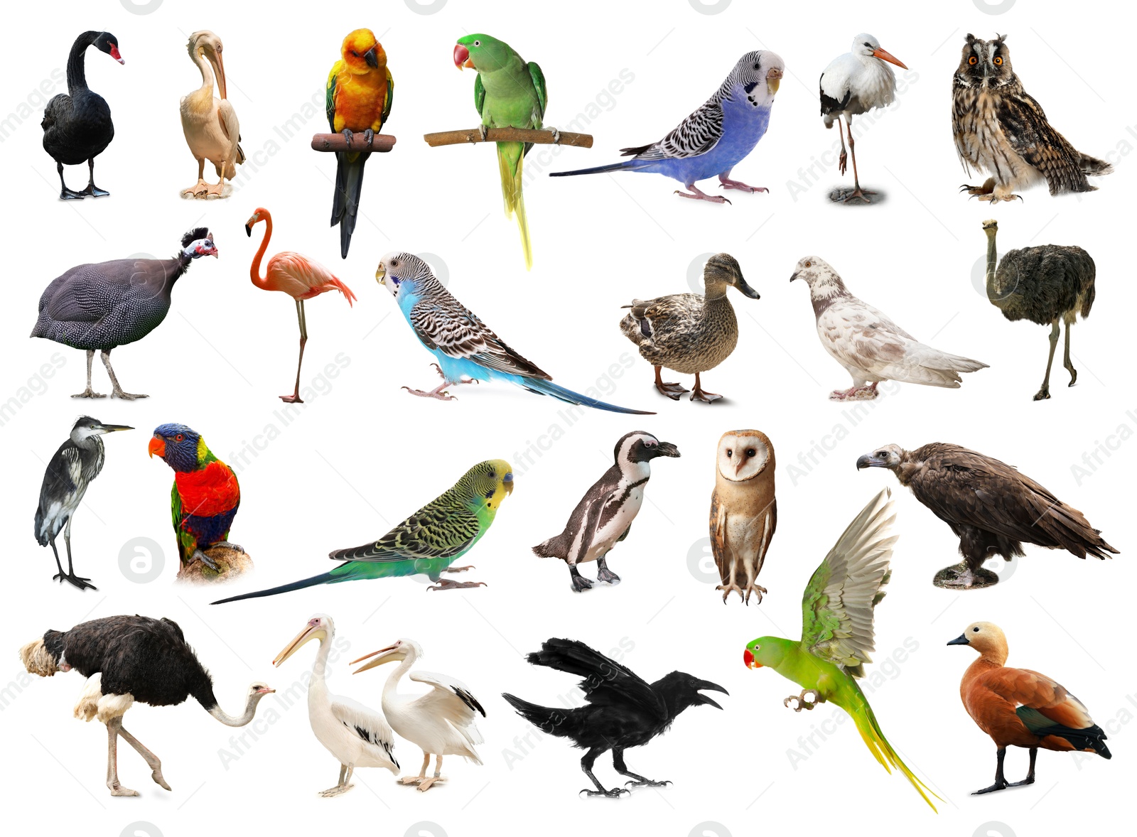 Image of Many beautiful exotic birds on white background, collection