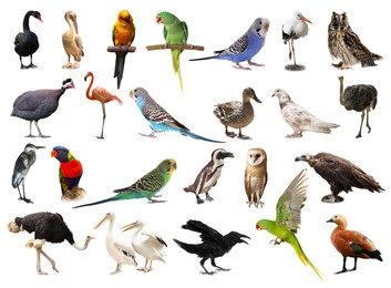 Many beautiful exotic birds on white background, collection