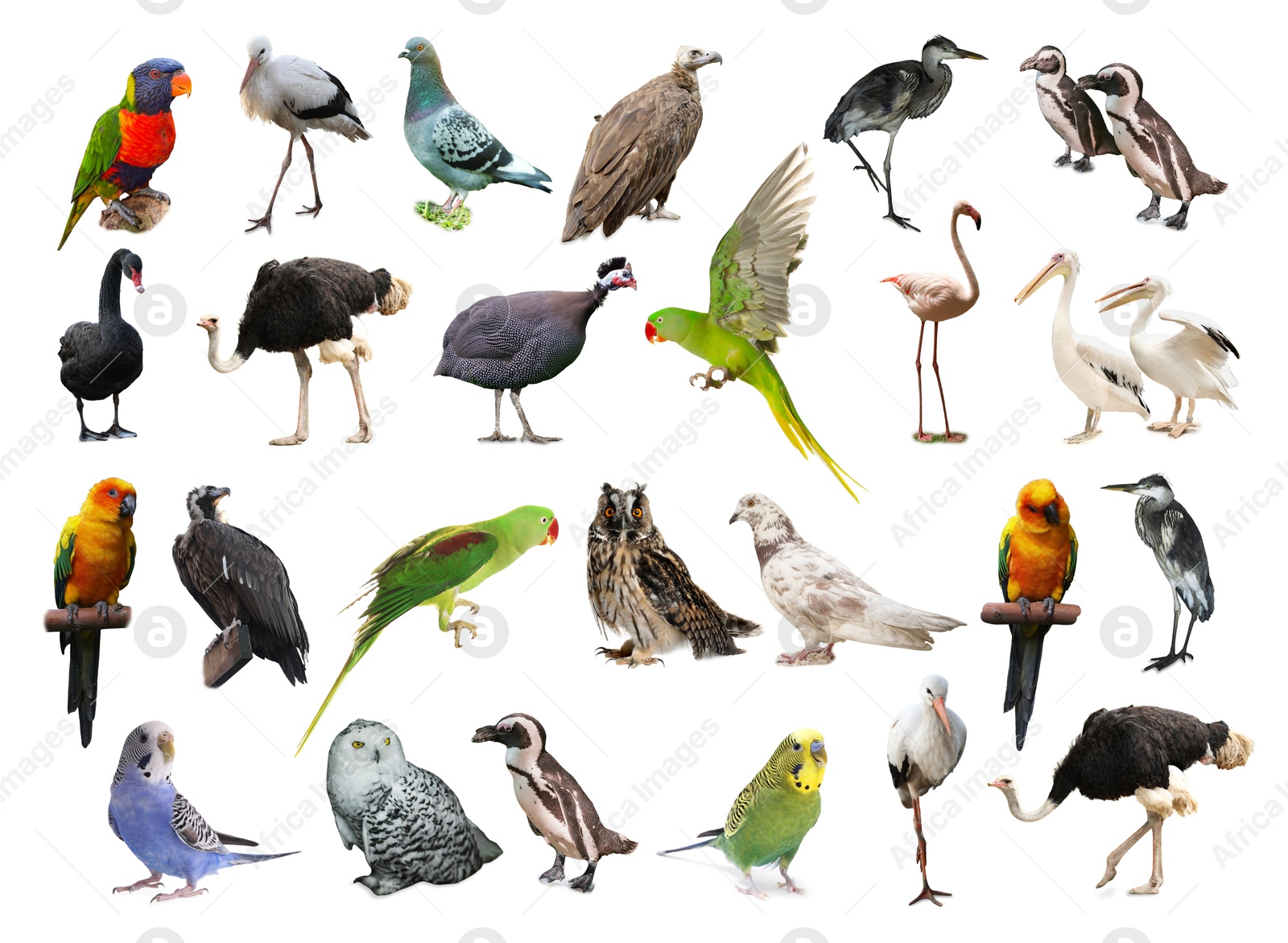 Image of Many beautiful exotic birds on white background, collection