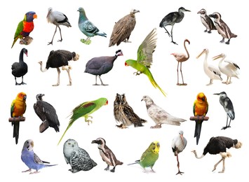 Image of Many beautiful exotic birds on white background, collection