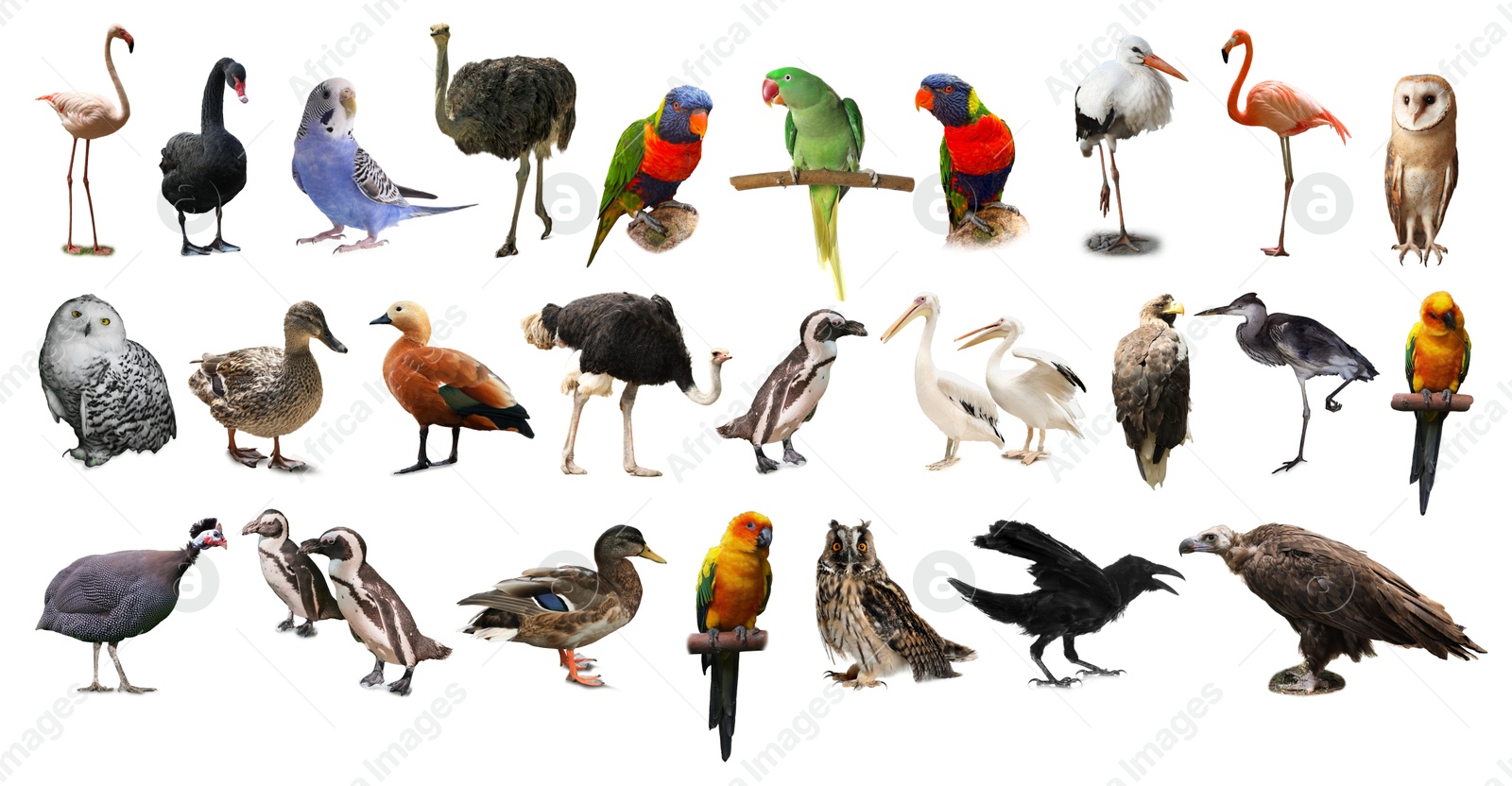 Image of Many beautiful exotic birds on white background, collection