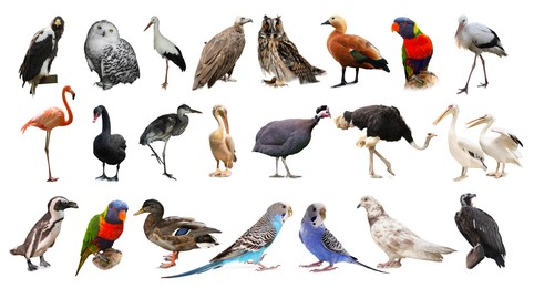 Image of Many beautiful exotic birds on white background, collection