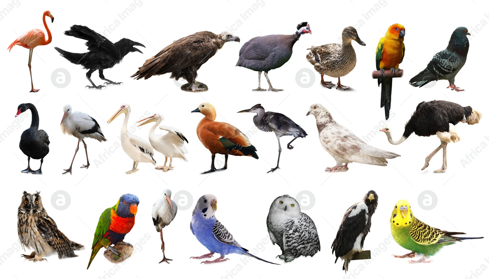 Image of Many beautiful exotic birds on white background, collection