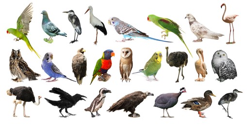 Image of Many beautiful exotic birds on white background, collection