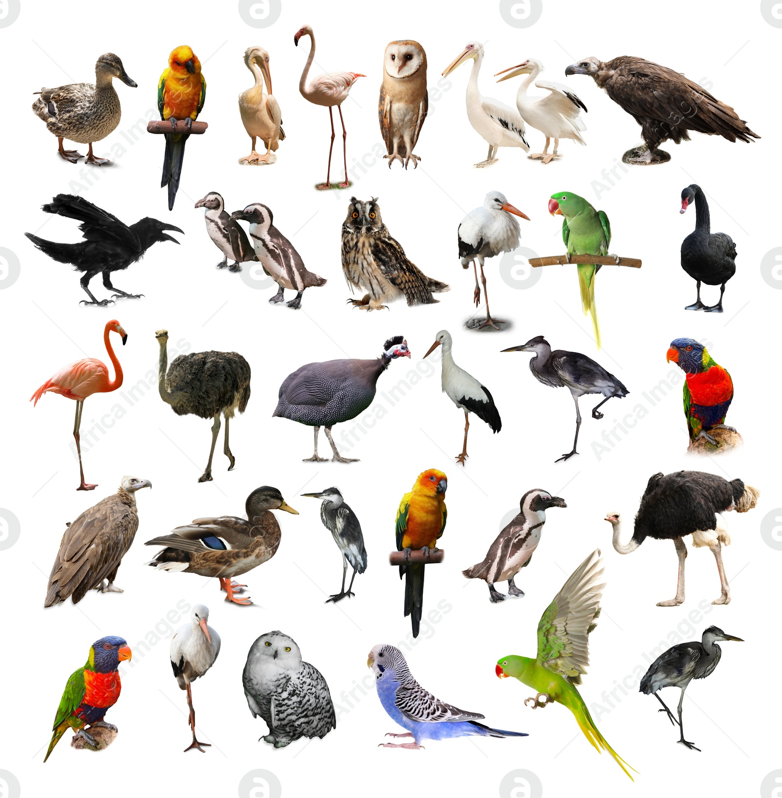 Image of Many beautiful exotic birds on white background, collection