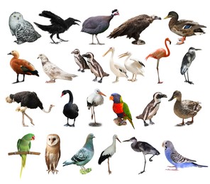 Many beautiful exotic birds on white background, collection