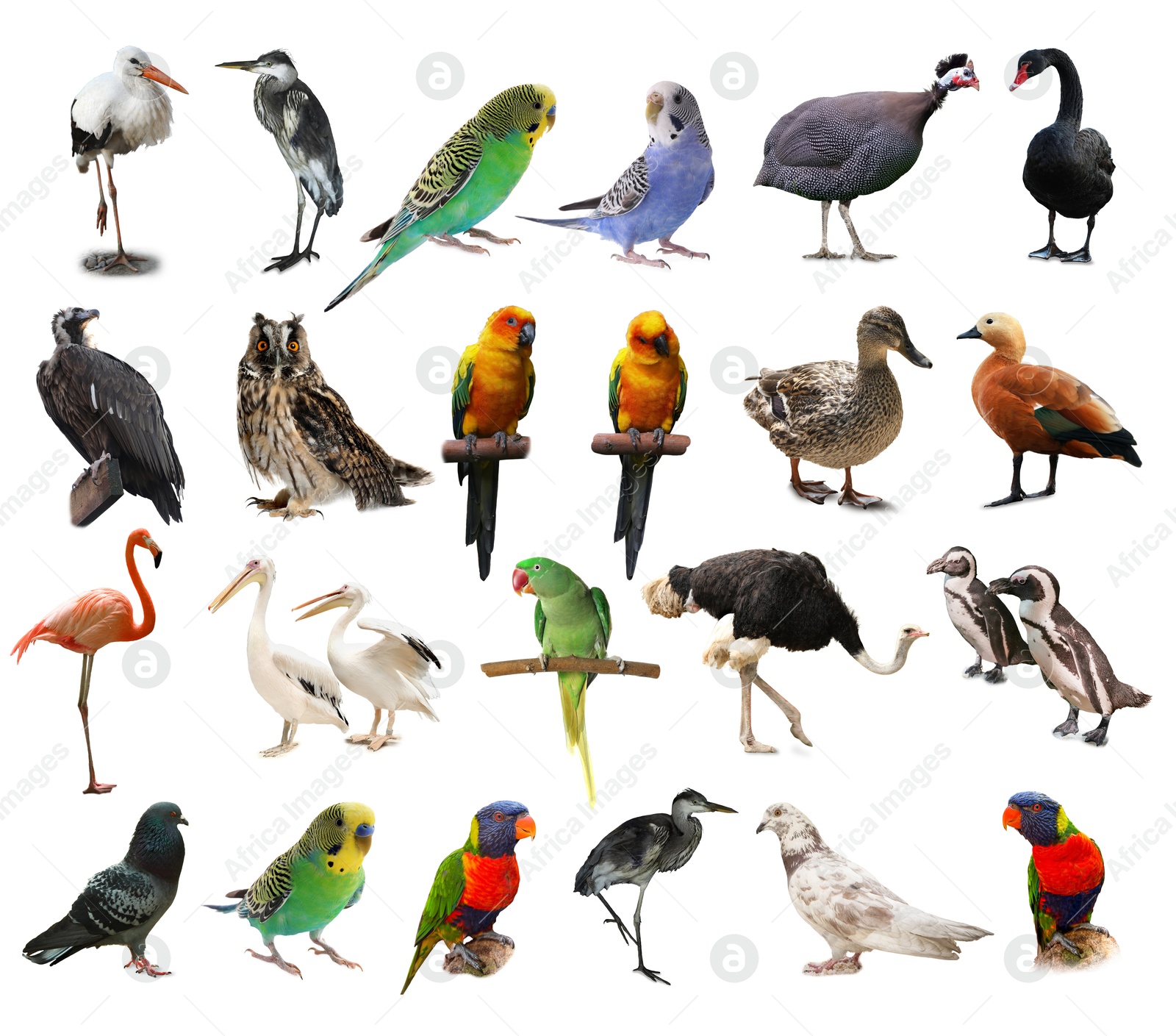 Image of Many beautiful exotic birds on white background, collection