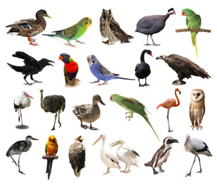 Image of Many beautiful exotic birds on white background, collection