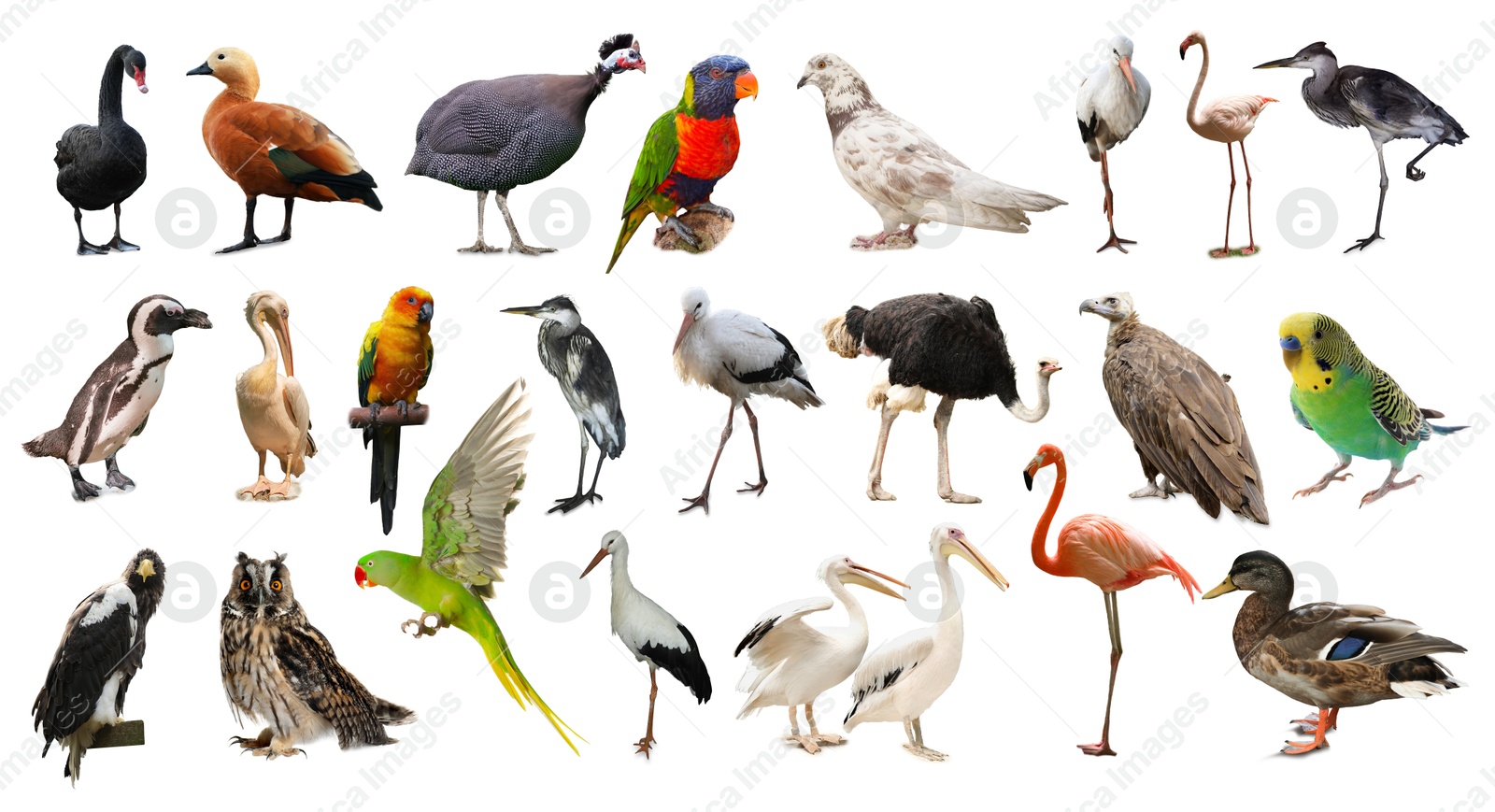 Image of Many beautiful exotic birds on white background, collection