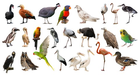 Image of Many beautiful exotic birds on white background, collection