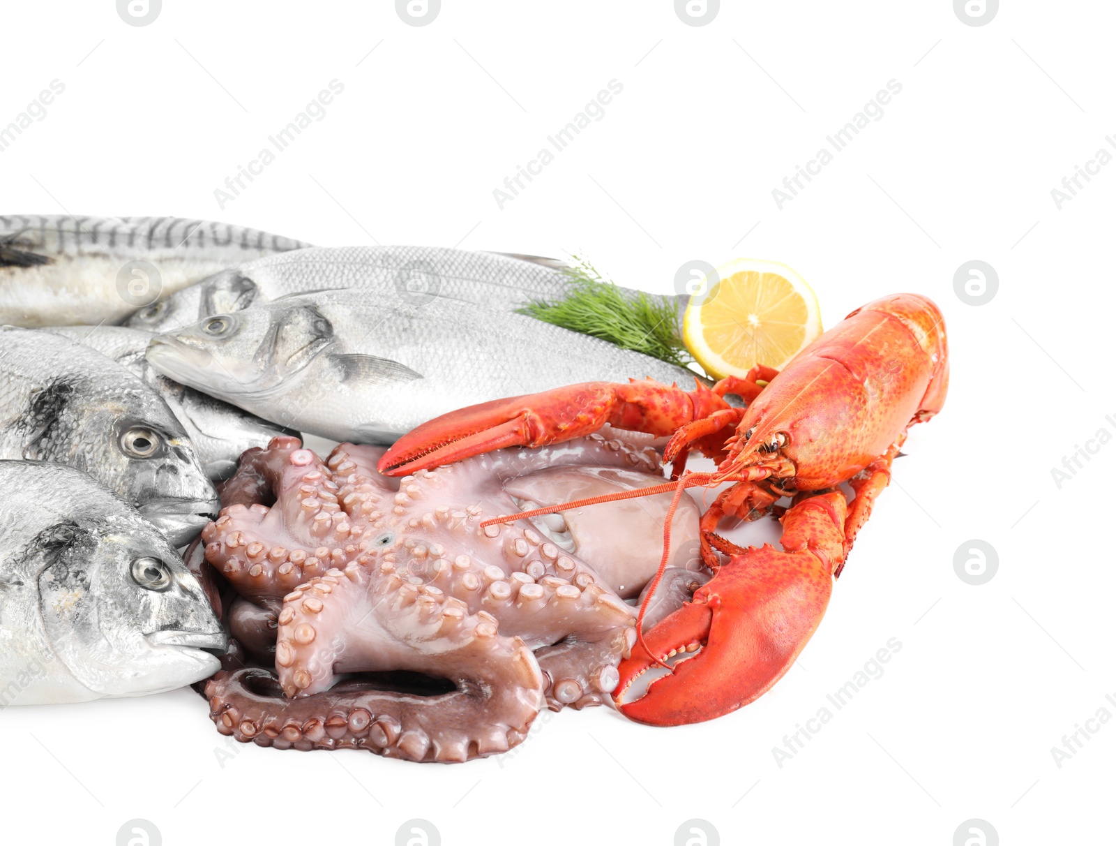 Photo of Fresh fish and different sea food isolated on white