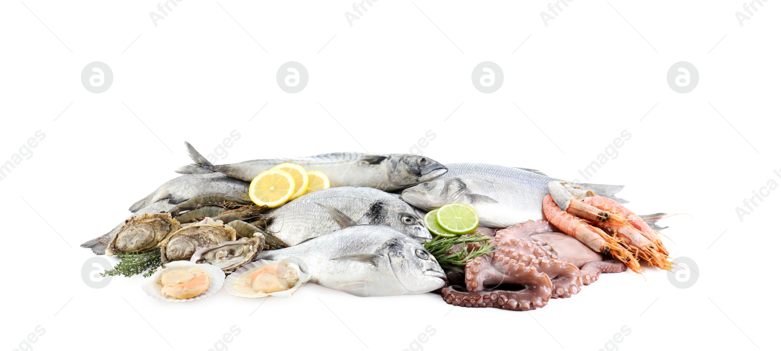 Photo of Fresh fish and different sea food isolated on white