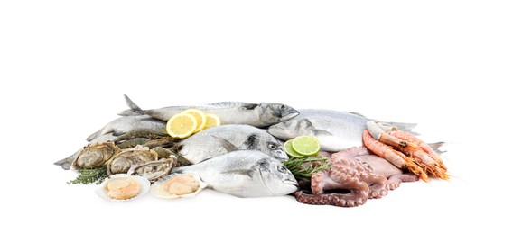 Fresh fish and different sea food isolated on white