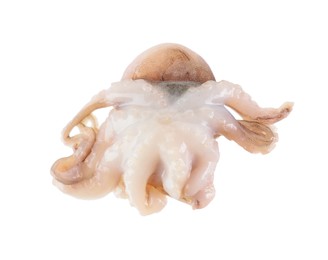 Photo of One fresh raw baby octopus isolated on white. Sea food