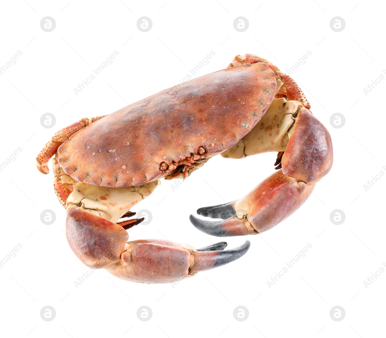 Photo of One raw crab isolated on white. Sea food