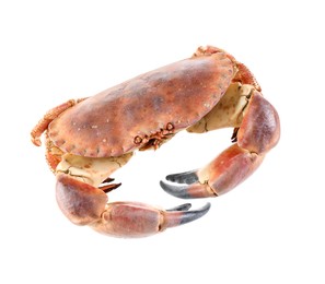 Photo of One raw crab isolated on white. Sea food