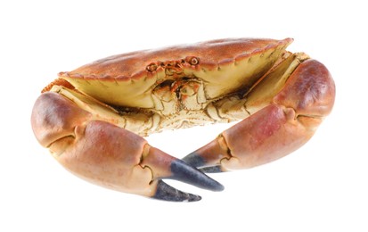 Photo of One raw crab isolated on white. Sea food